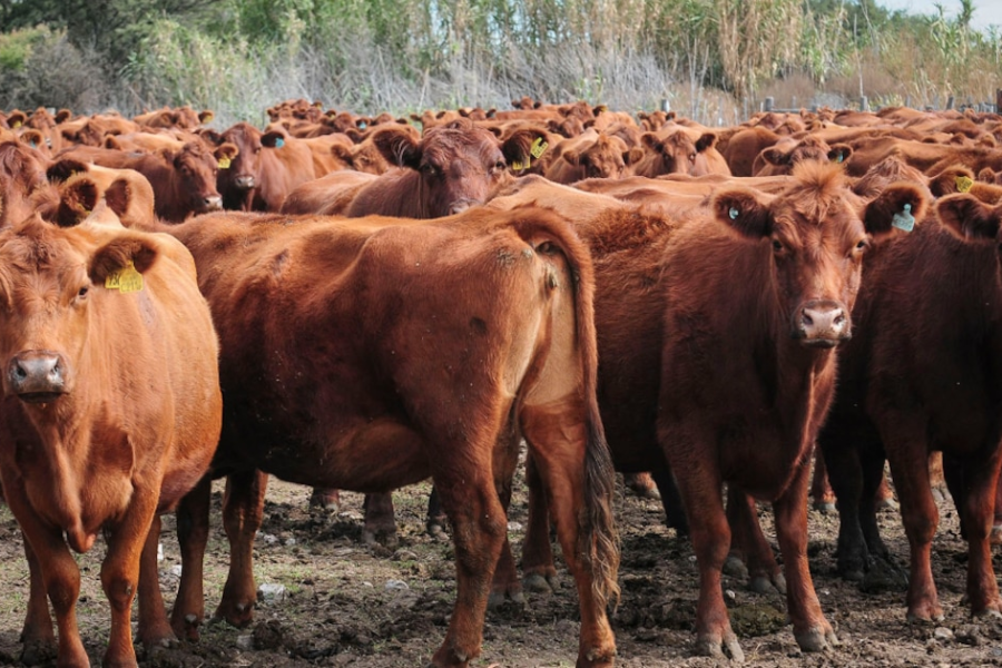Sin indicios de retención en el sector ganadero ante la crisis actual