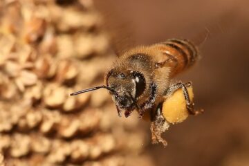 Investigadores descubren virus que amenaza la apicultura al causar DEFORMACIONES en alas de las abejas