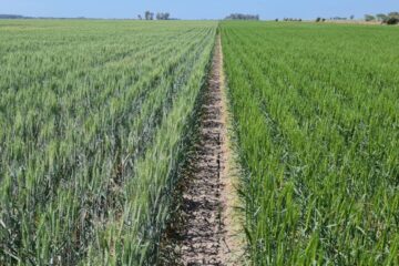 Un trigo argentino innovador en Brasil promete duplicar la siembra y transformar la agricultura local