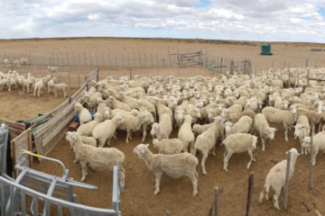 Empresas agropecuarias patagónicas temen por nuevas medidas sanitarias del Gobierno