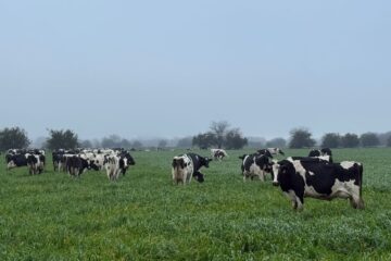 Gobierno explica el cierre de 80 tambos y las implicaciones para el sector lechero en la región.