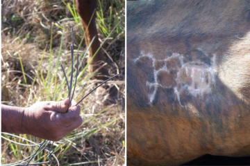 Productor sentenciado a cinco años de prisión por un significativo robo de hacienda