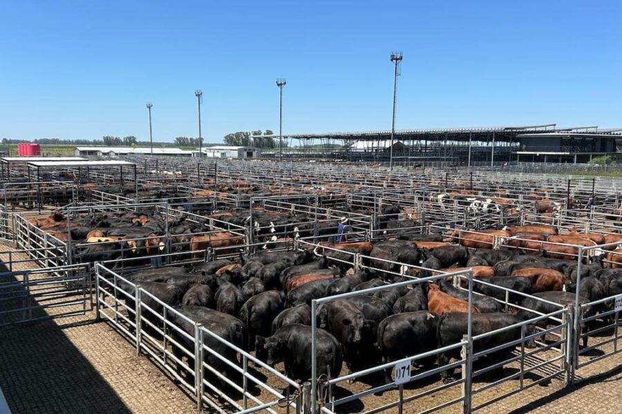 Variación de precios y selectividad en el Mercado Agroganadero de Cañuelas