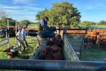 Senasa lanza certificado innovador para productos biológicos veterinarios en su nueva regulación