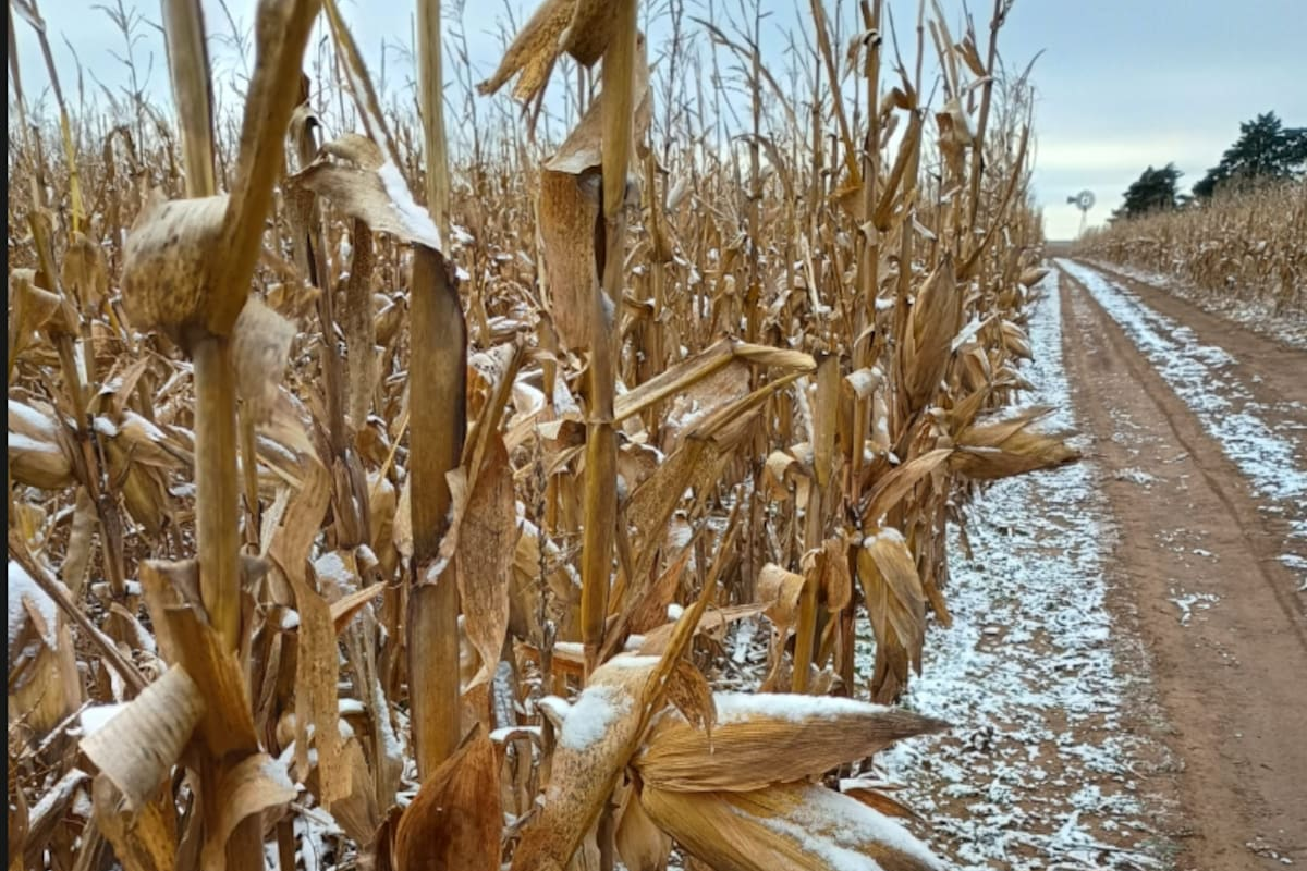 El frío intenso afecta la región agrícola, pero resulta en un beneficio inesperado para el trigo
