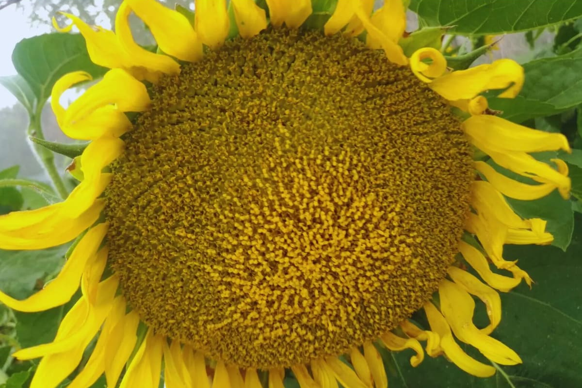Desarrollan un innovador modelo de inteligencia artificial para el monitoreo del girasol en tiempo real