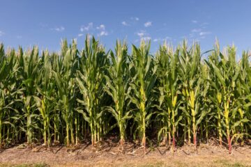 Aprovado un nuevo maíz que presenta diferencias significativas en altura respecto al tradicional