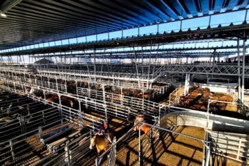 Leves alzas marcan el inicio de la semana en el mercado agroganadero de Cañuelas
