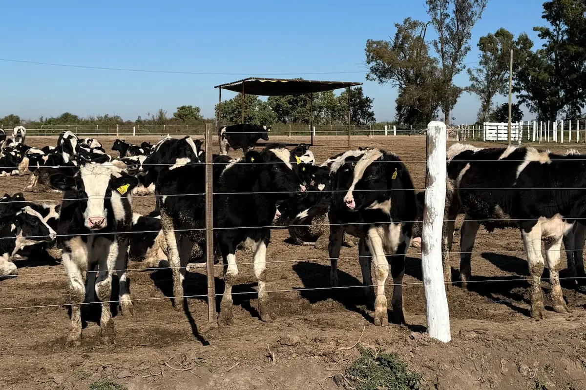 Inauguran el primer feedlot cooperativo del país con una inversión de 300 millones de dólares