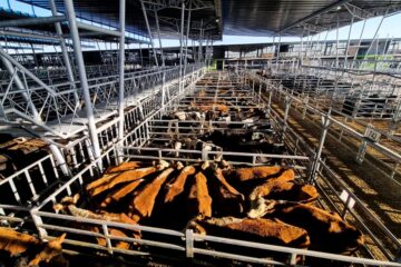 Semana arranca con descensos en el mercado agroganadero de Cañuelas