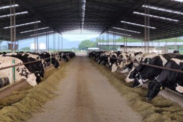 Tecnologías que transforman de manera significativa la industria láctea y su modelo de negocio