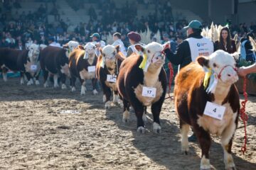 Inquietud en el sur por la nueva norma del Senasa que afecta a las exposiciones ganaderas