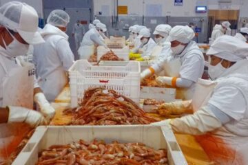 Argentina comprará 80 mil toneladas de langostinos a Ecuador mientras enfrenta un conflicto gremial