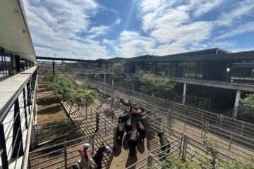 Semana culmina favorable en el Mercado Agroganadero de Cañuelas con resultados alentadores para los productores