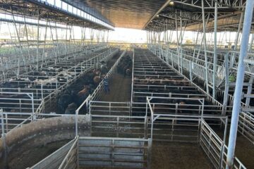 Bajas en el mercado agroganadero de Cañuelas marcan el inicio de la semana