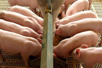 Presión impositiva limita el crecimiento potencial de la industria alimentaria en el país