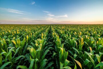 Argentina y el desafío de alcanzar los 100 millones de toneladas de maíz: factores y oportunidades en juego