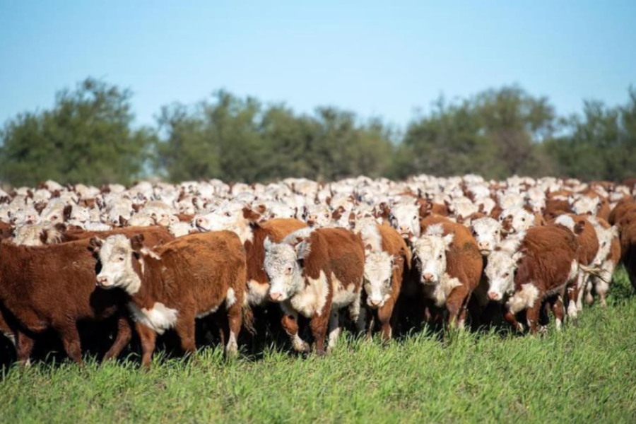Criadores de Hereford viajaron 2500 kilómetros a través de Argentina, Brasil y Uruguay en busca de calidad genética