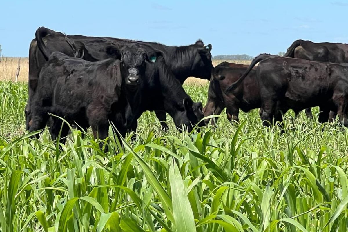 Gobierno elimina la obligación del peso mínimo para la faena de ganado