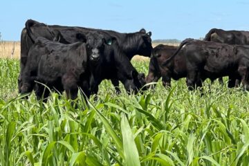 Gobierno elimina la obligación del peso mínimo para la faena de ganado