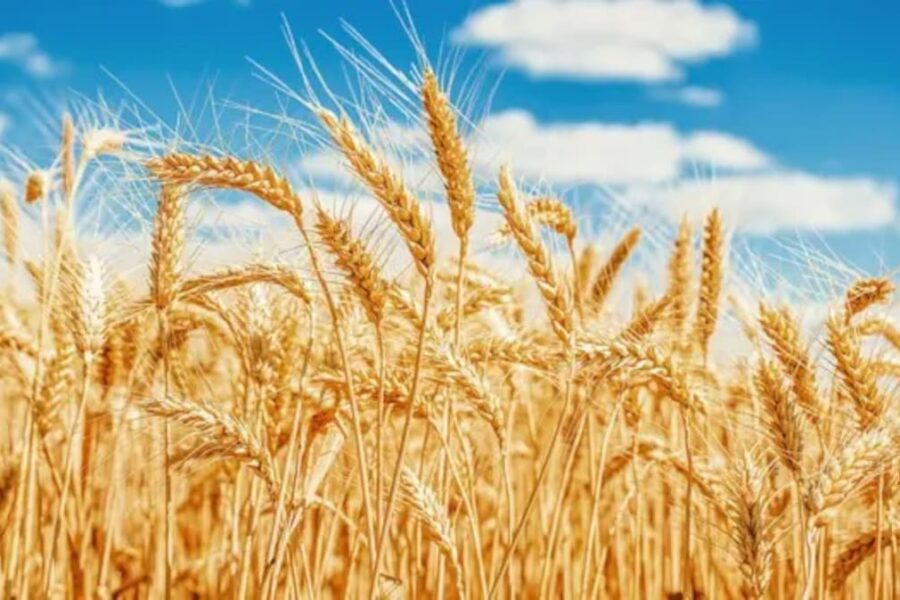 Rentabilidad de los cultivos y el impacto del trigo nuevo en el ciclo 2025/26