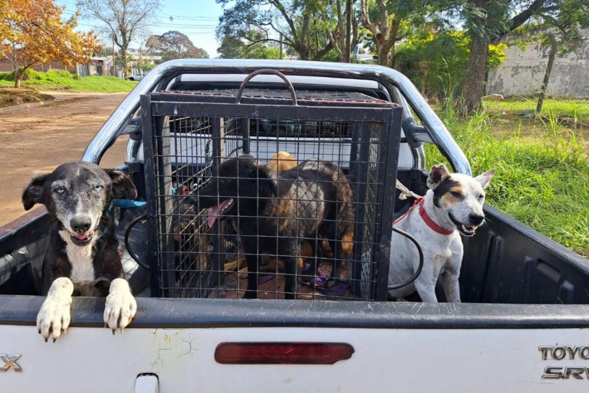 Allanamientos por tráfico de droga y armas resultan en el rescate de 22 animales en mal estado de abandono