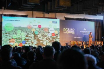 Ganar con el girasol: guía completa desde la siembra hasta la cosecha