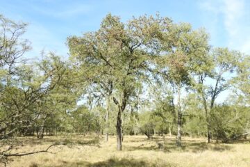 Autóctonos o foráneos, los árboles son inseparables de la tradición