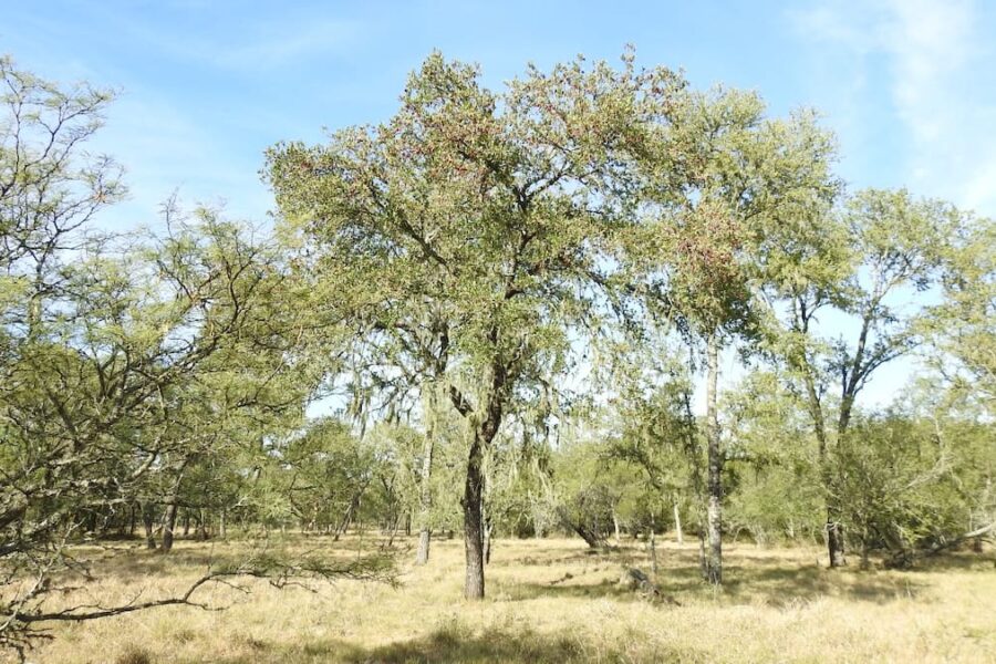 Autóctonos o foráneos, los árboles son inseparables de la tradición