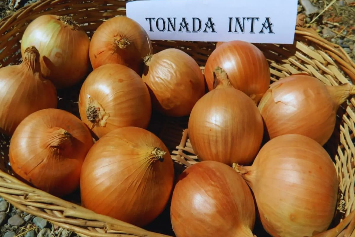 Desarrollan cebolla con menor sensación de ardor, ideal para exportación y nuevas oportunidades comerciales
