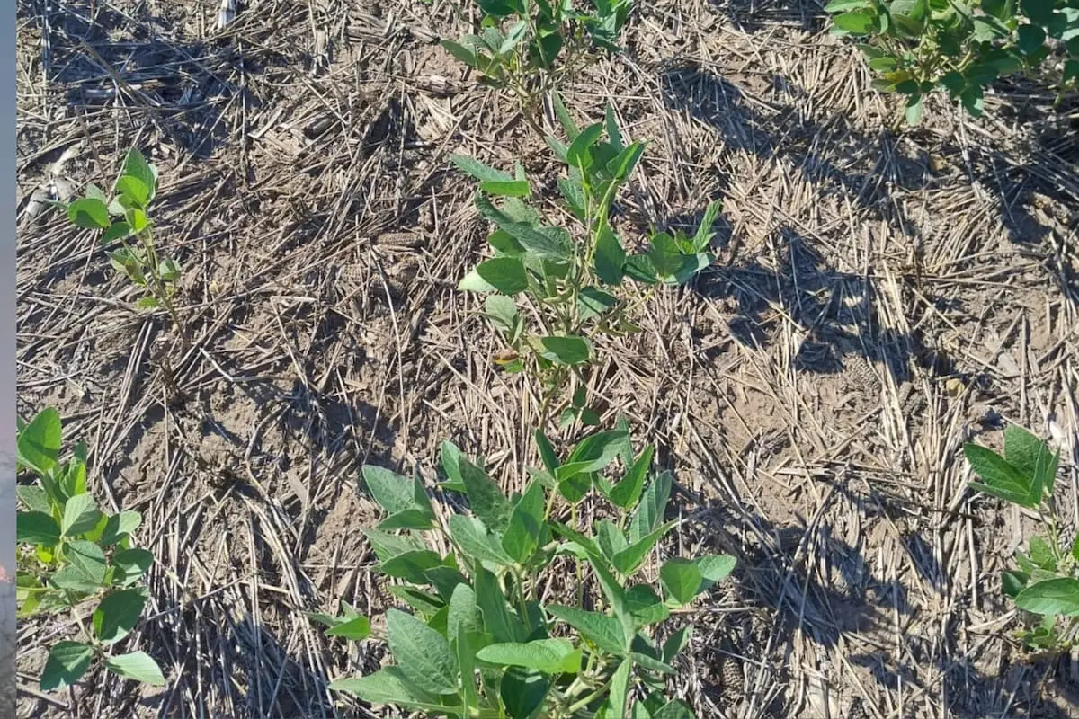 Perspectivas desalentadoras para los granos gruesos 2024/25 en tierras de cultivo arrendadas