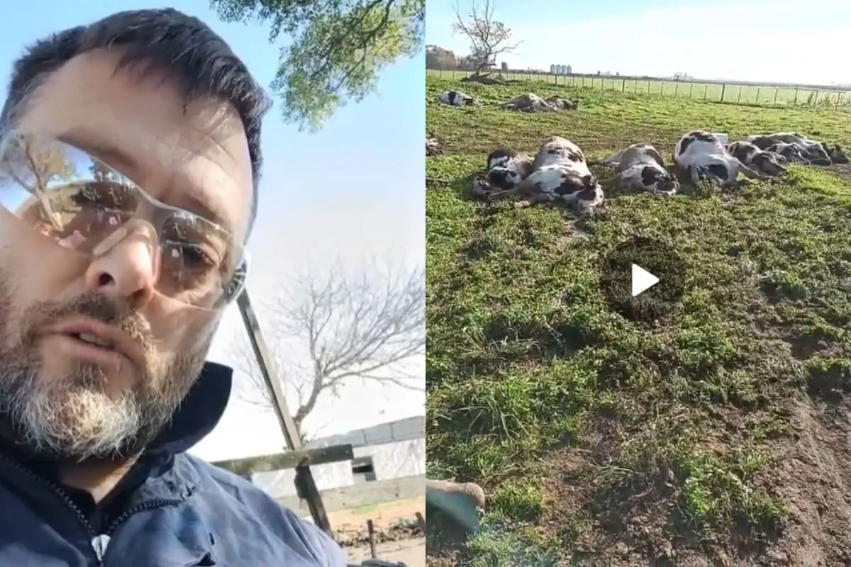 Muerte de animales por enfermedad peligrosa tras inundaciones en diversas zonas afectadas