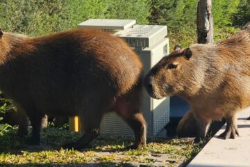 Daniel Scioli busca relocalizar carpinchos a una isla para mitigar su superpoblación en acuerdo con vecinos de Nordelta