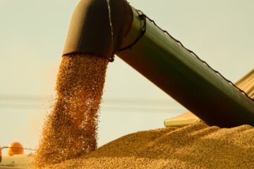 Agrodólares: el campo alcanzó en el primer semestre el máximo de divisas en 20 años gracias a la rebaja de retenciones