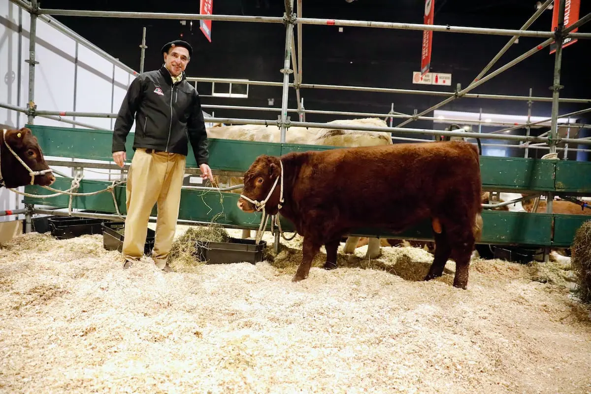 Regreso a Argentina de una raza bovina “extremadamente mansa” después de más de 120 años de ausencia