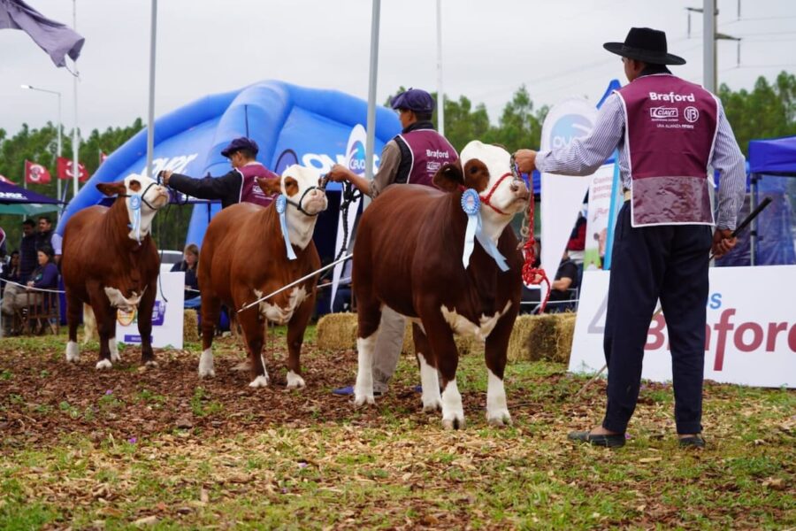 La Nacional Primavera Braford: un evento que resalta la calidad ganadera y la tradición del sector