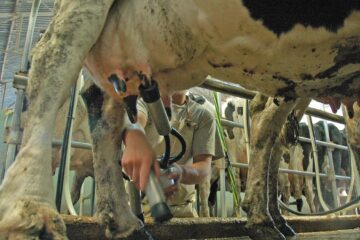 Riesgo latente para la producción lechera en el marco de una significativa recuperación del sector