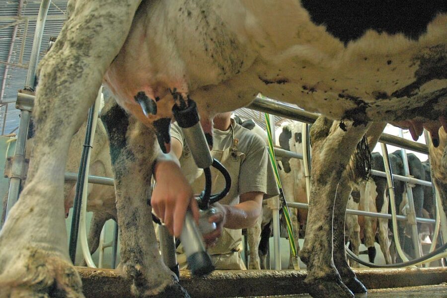 Riesgo latente para la producción lechera en el marco de una significativa recuperación del sector