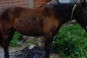 Caballo maltratado es rescatado en Paraná tras una intervención urgente de las autoridades.