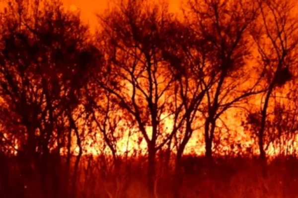 Tres apicultores condenados a prisión por el incendio devastador en el Delta del Paraná