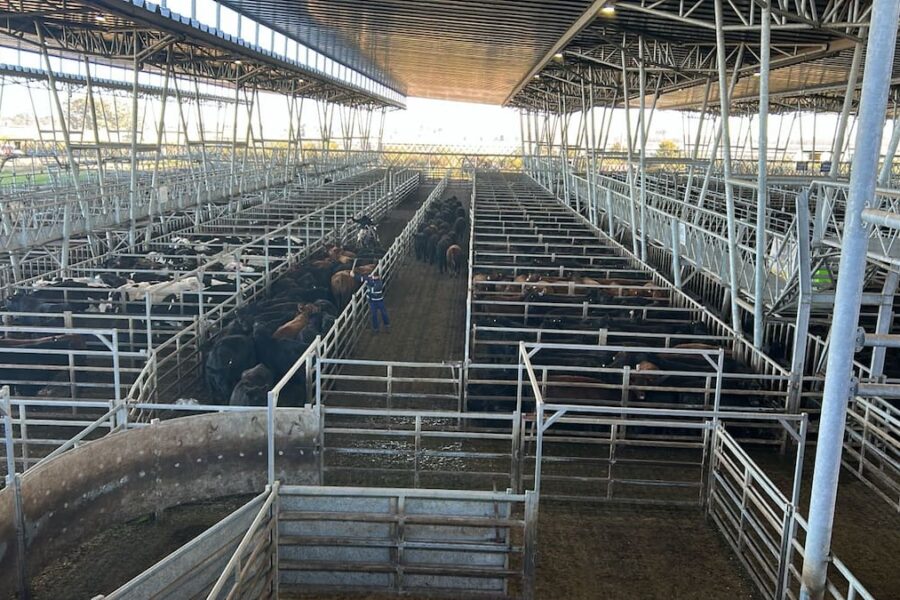 Subas iniciales en el mercado agroganadero de Cañuelas marcan el inicio de la semana