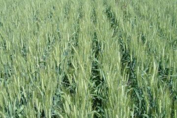 Descubrimiento clave podría incrementar el rendimiento del trigo y mejorar la producción agrícola global.