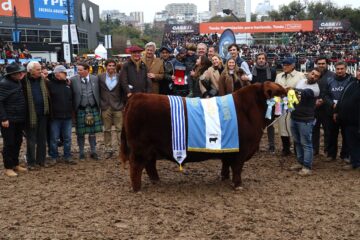 Padrino arrasa y se consagra Gran Campeón Macho Angus en la Exposición Rural de Palermo