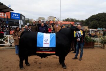 Toro de Córdoba se consagra nuevamente como Gran Campeón Brangus tras revalidar su título.