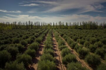 El golfo con excepcionales condiciones de protección donde ya se cultivan 500 hectáreas de olivos