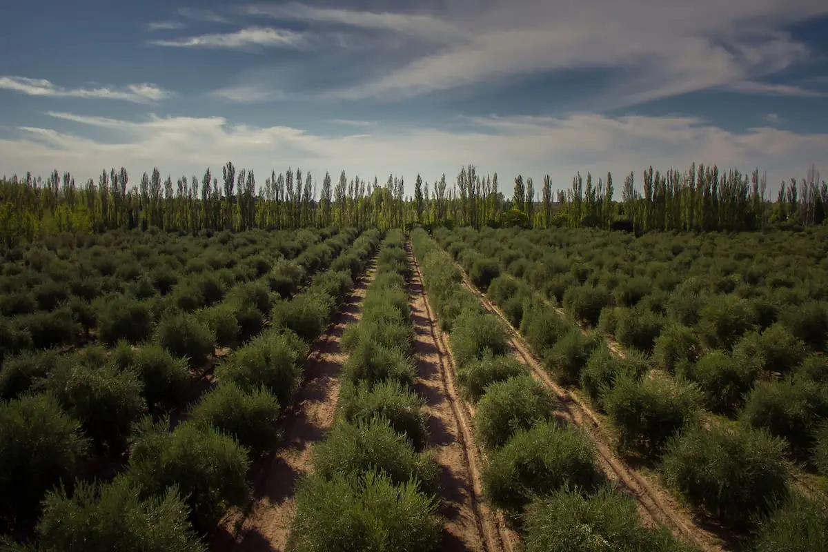 El golfo con excepcionales condiciones de protección donde ya se cultivan 500 hectáreas de olivos