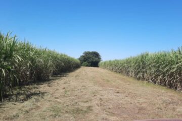 Piden mayor apoyo para el bioetanol en la nafta y se oponen a la desregulación total del sector