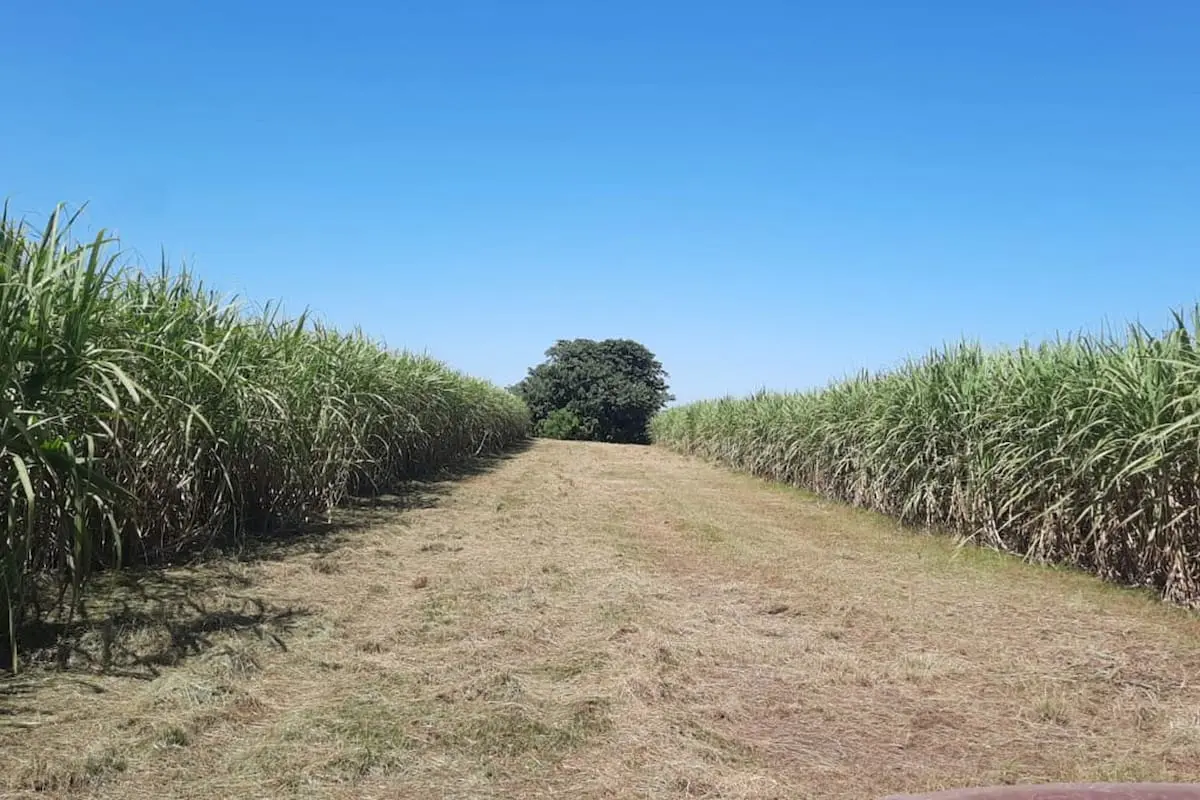 Piden mayor apoyo para el bioetanol en la nafta y se oponen a la desregulación total del sector