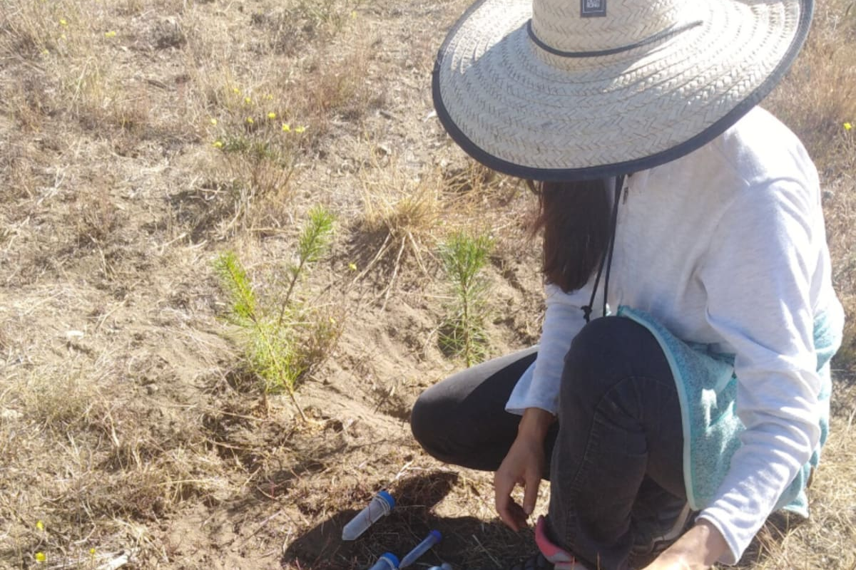 Nuevos repelentes y atrayentes naturales para el control efectivo de hormigas en el hogar