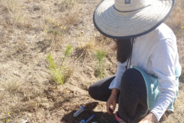 Nuevos repelentes y atrayentes naturales para el control efectivo de hormigas en el hogar